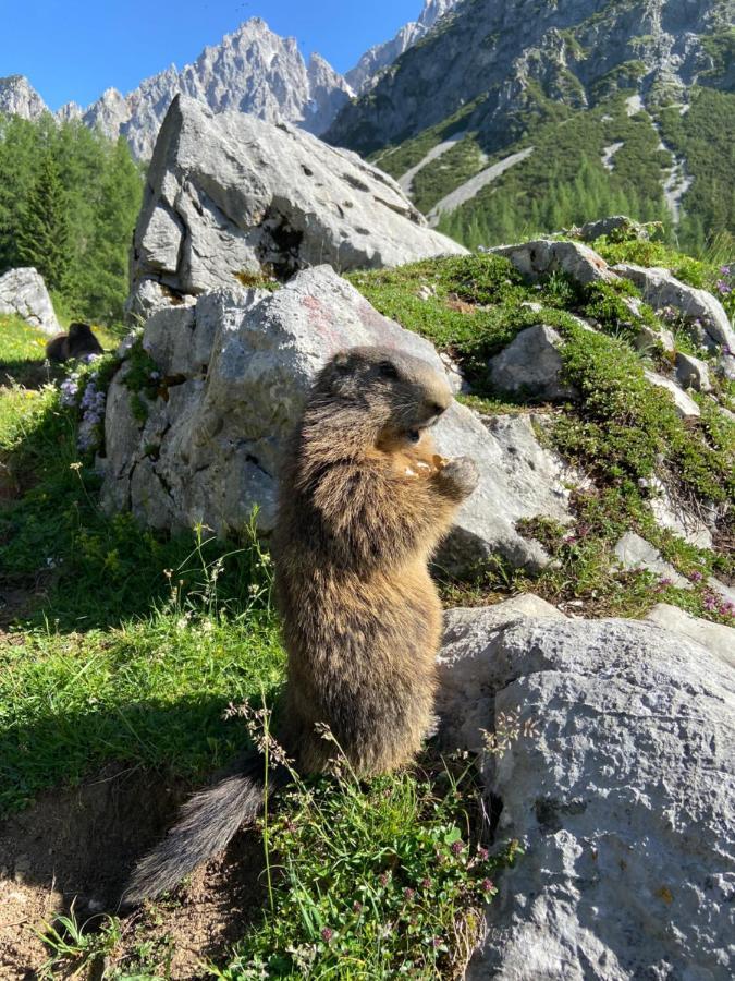 Haus Sonnleitner Apartment Ramsau am Dachstein Luaran gambar